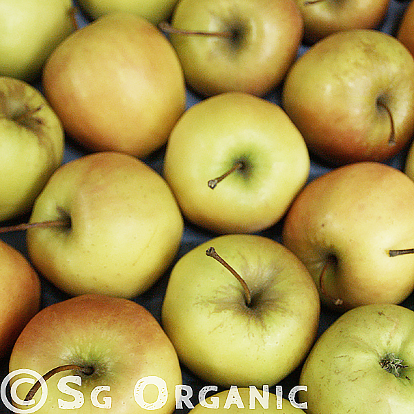 golden delicious organic apple