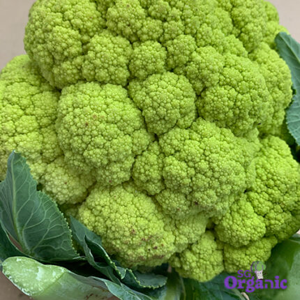 Organic Cauliflower - Green (500g) Australia