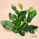 Organic Herbs - Kaffir Lime Leaves (25g)