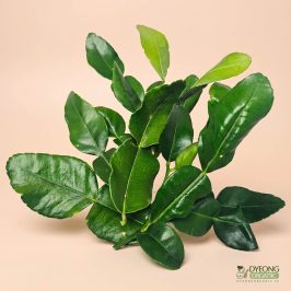 Organic Herbs – Kaffir Lime Leaves (25g)