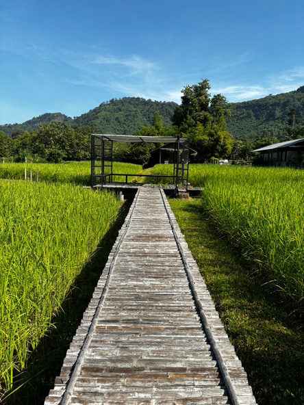 Wooden path between green fields