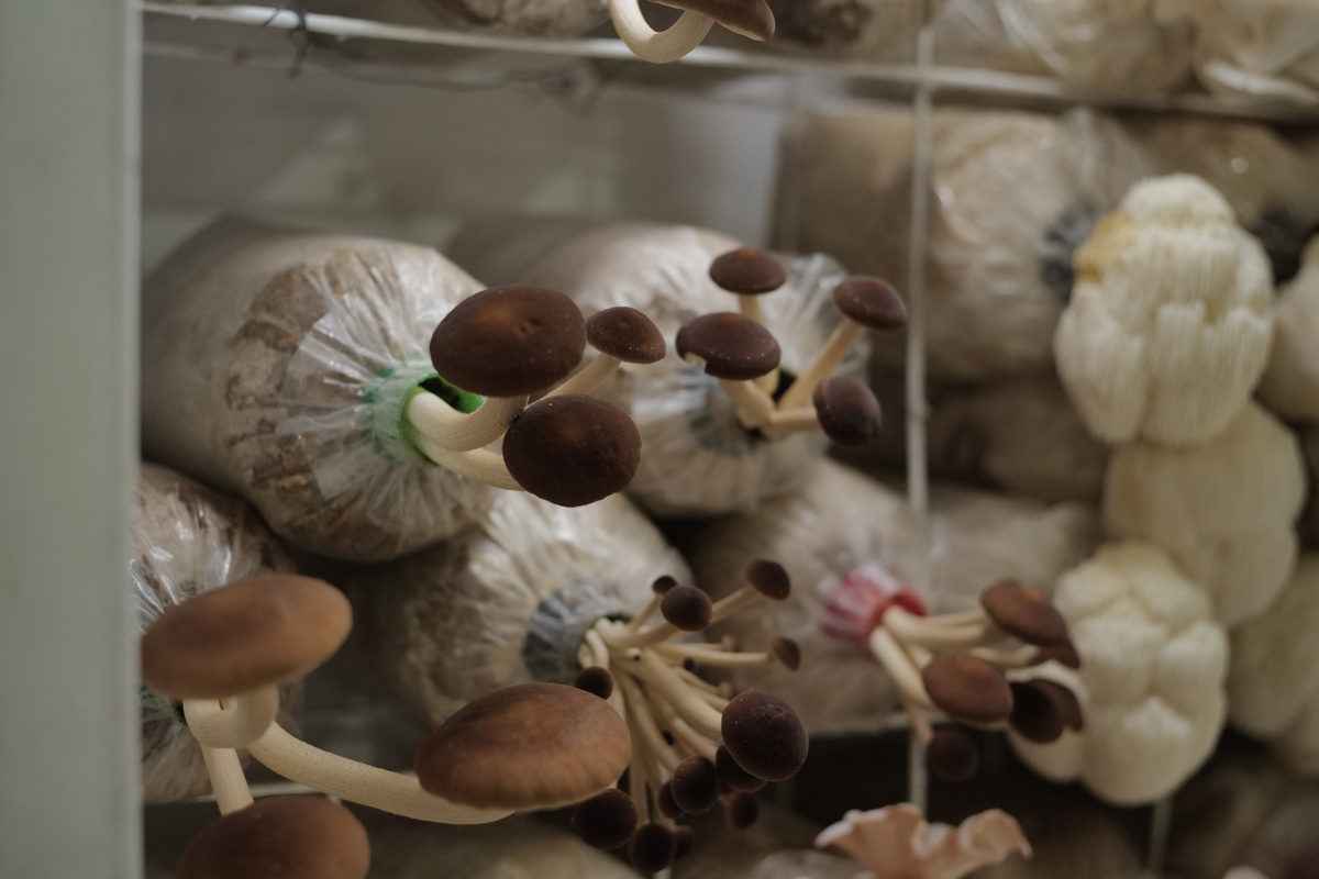 Eco-Living VIP Organic Farm Tour – Thailand | 20–22 November 2026