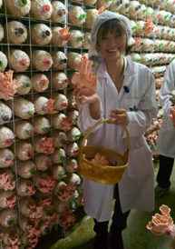 Eco-Living VIP Organic Farm Tour – Thailand | 20–22 November 2026