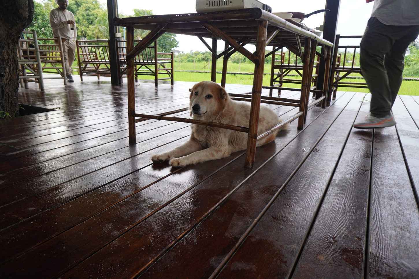 Friendly dog resting at the organic farm