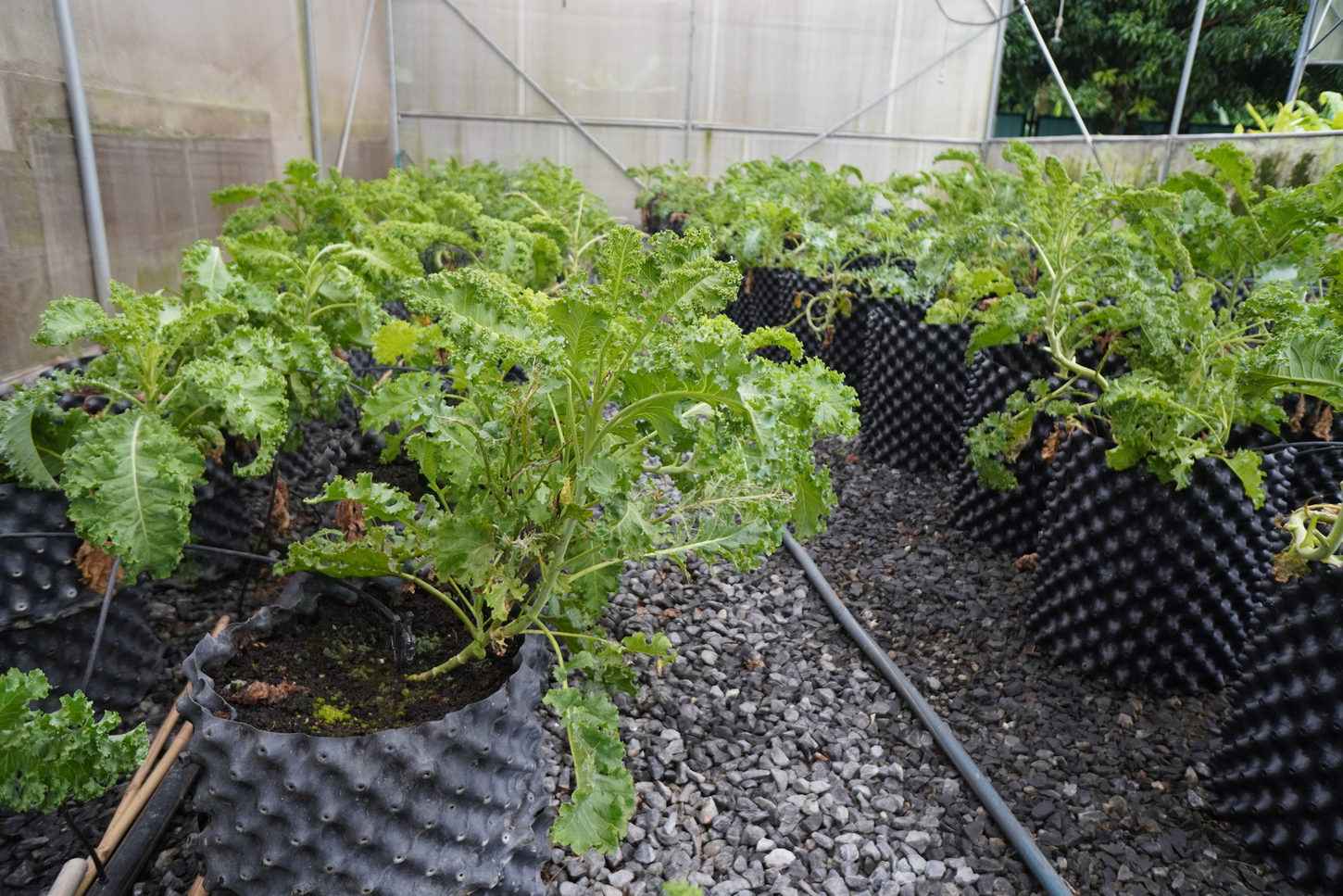 Vegetables growing at the organic farm
